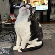 Naples, a Adoptable mixed breed in Richmond, VA image 4/5