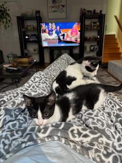 Naples, a Adoptable mixed breed in Richmond, VA image 5/5