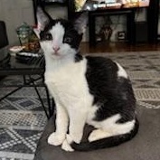 Naples, a Adoptable mixed breed in Richmond, VA image 2/5