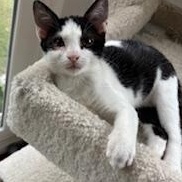 Naples, a Adoptable mixed breed in Richmond, VA image 3/5