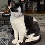 Naples, a Adoptable mixed breed in Richmond, VA image 1/5