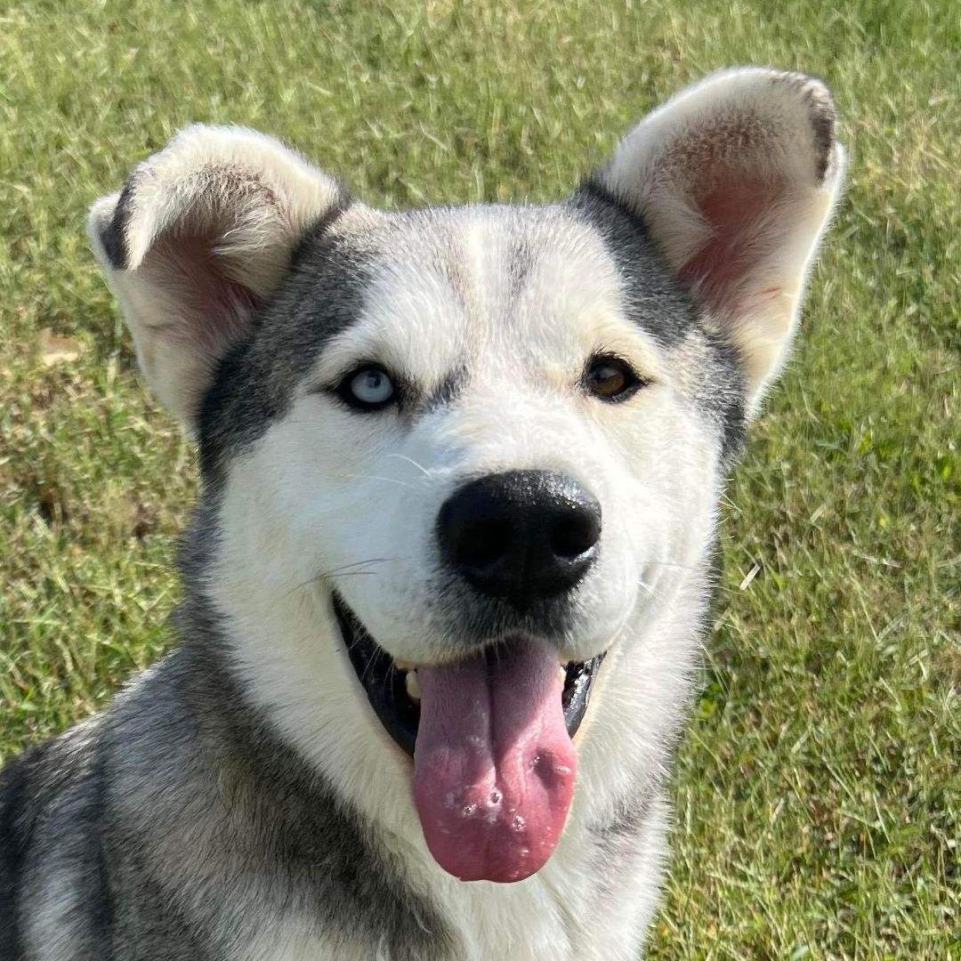 Balto, Adoptable, Young Male Husky.