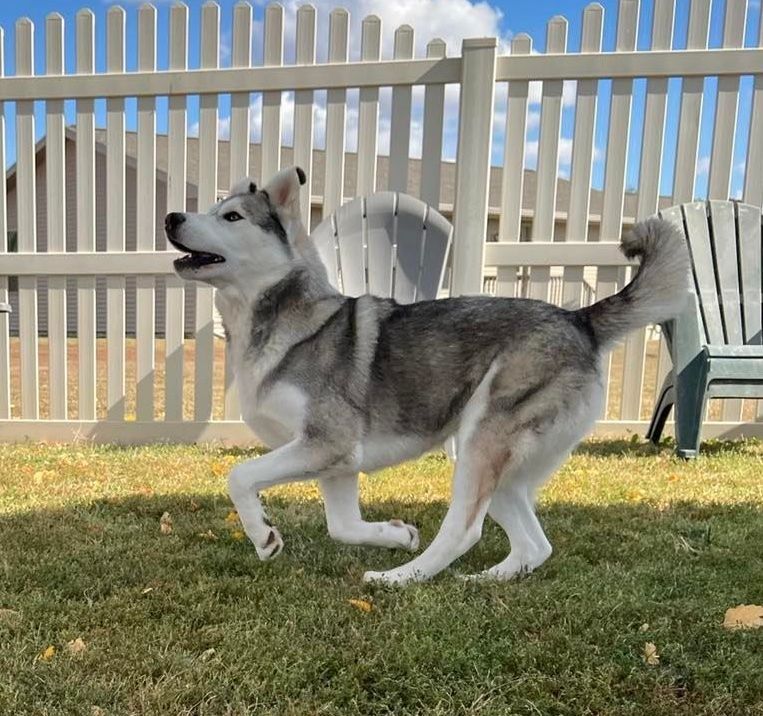 Balto, a Adoptable mixed breed in Auburn, NE image 4/8