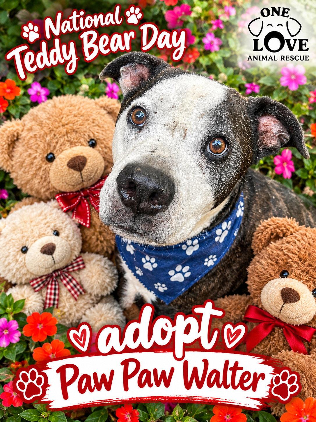 Paw Paw Walter, Adoptable, Senior Male Hound & Terrier.