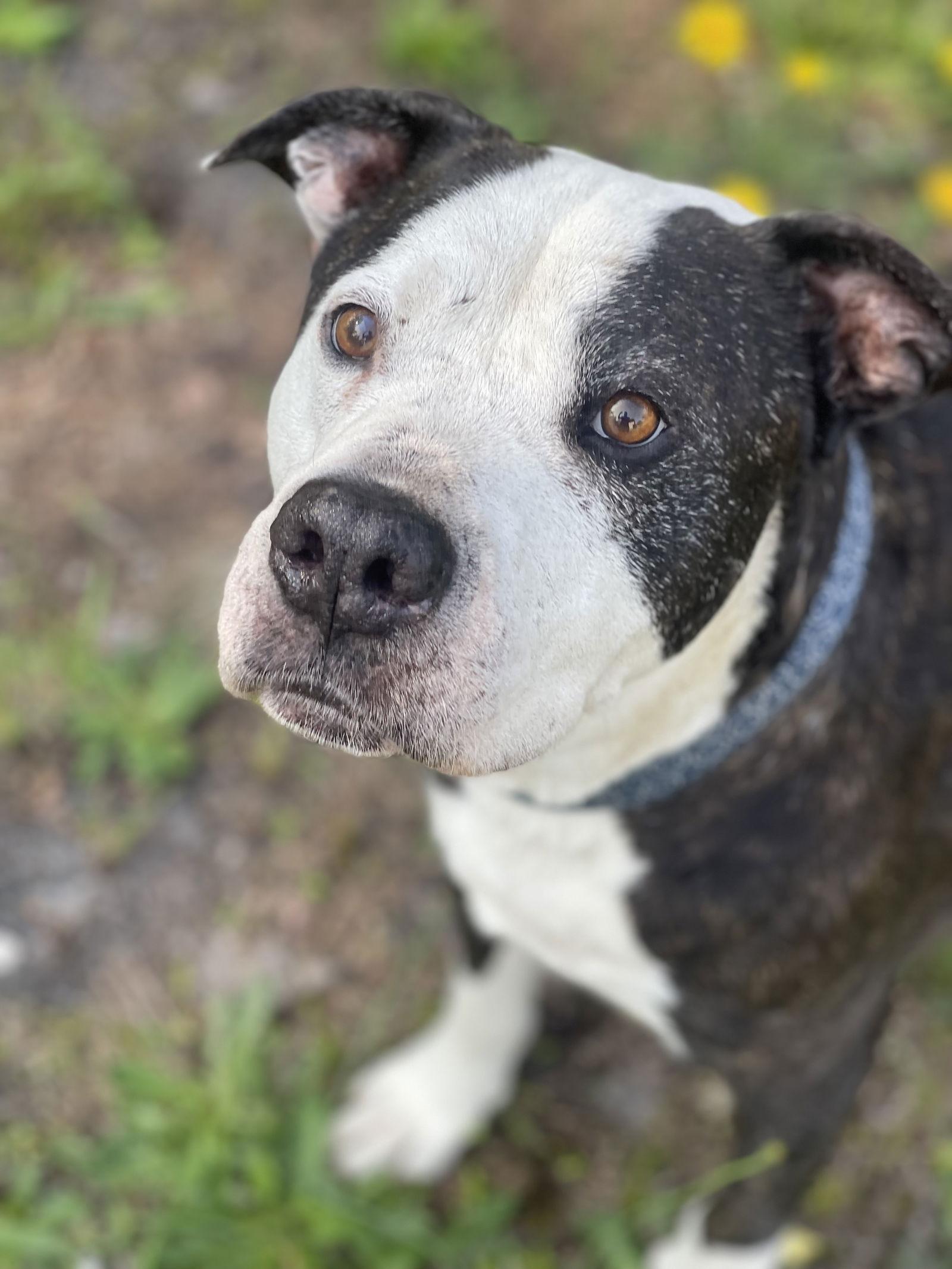 Paw Paw Walter, Adoptable, Senior Male Hound & Terrier.
