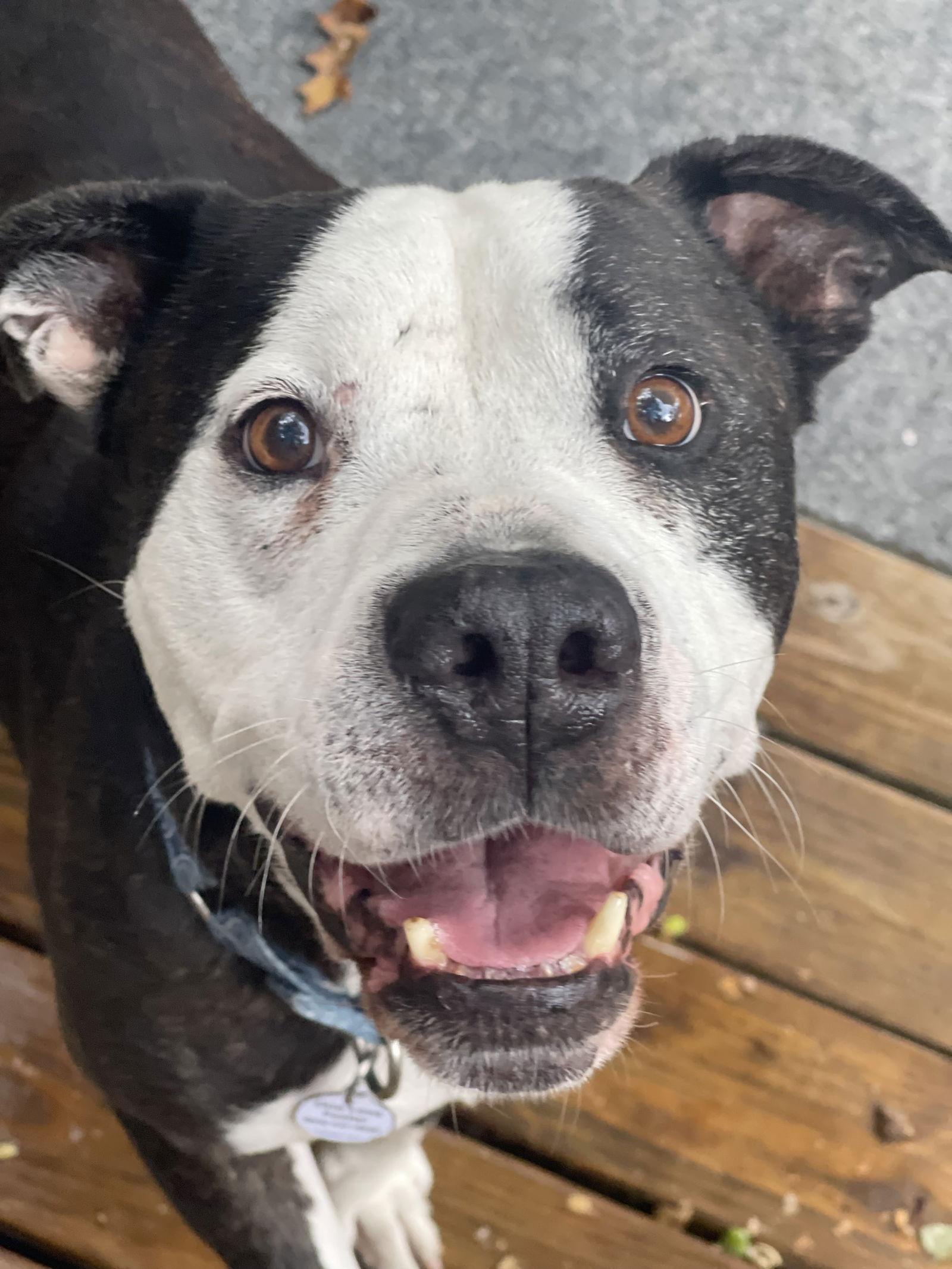 Enlarge Paw Paw Walter, a Adoptable mixed breed in Blackwood, NJ image 2/3