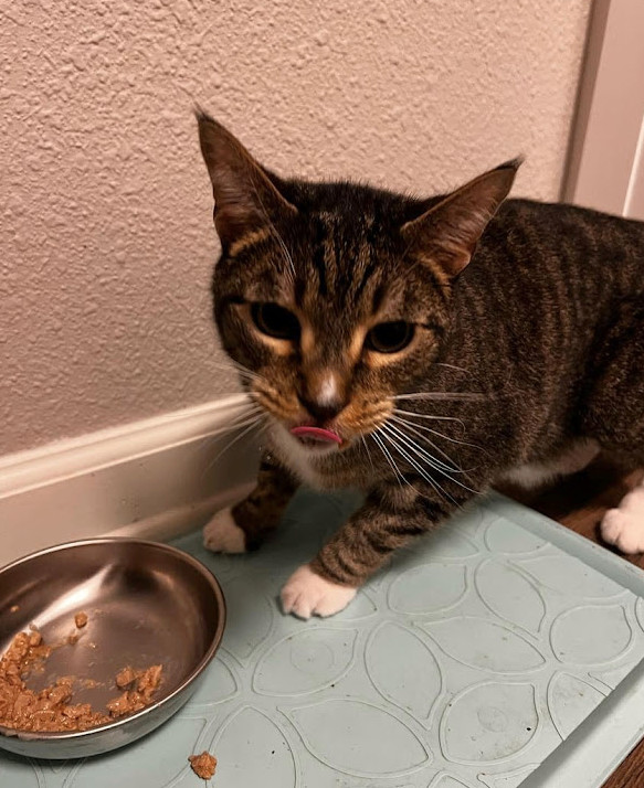 Neptune, Adopted, Adult Male Domestic Short Hair.