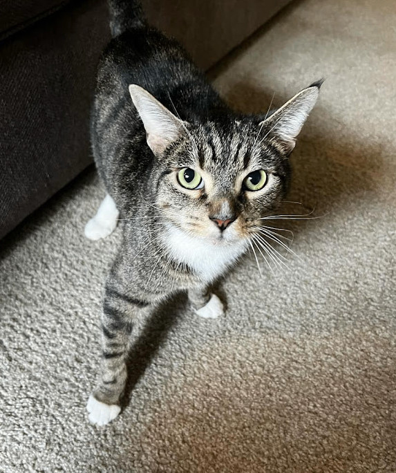 Neptune, a Adopted Domestic Short Hair in Los Angeles, CA image 2/6