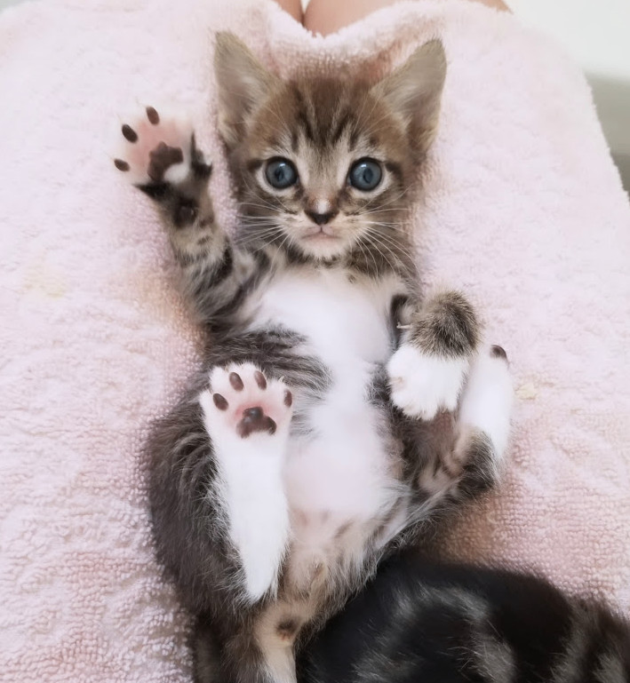 Neptune, a Adopted Domestic Short Hair in Los Angeles, CA image 3/6