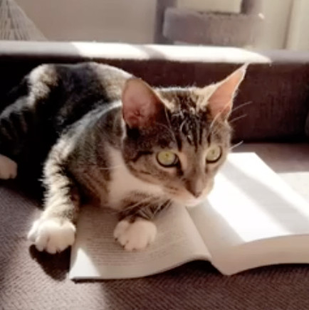 Neptune, a Adopted Domestic Short Hair in Los Angeles, CA image 4/6