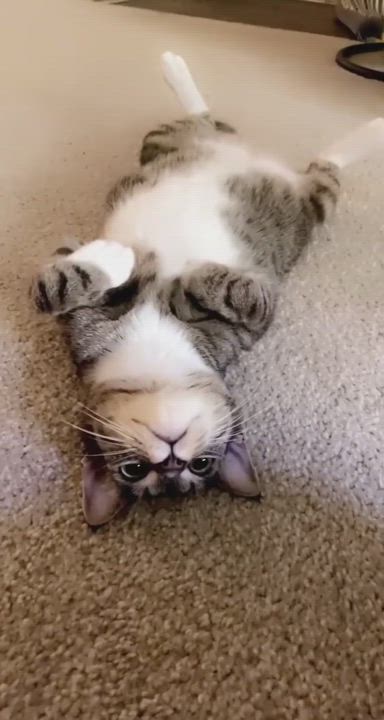 Enlarge Neptune, a Adopted Domestic Short Hair in Los Angeles, CA video 6/6