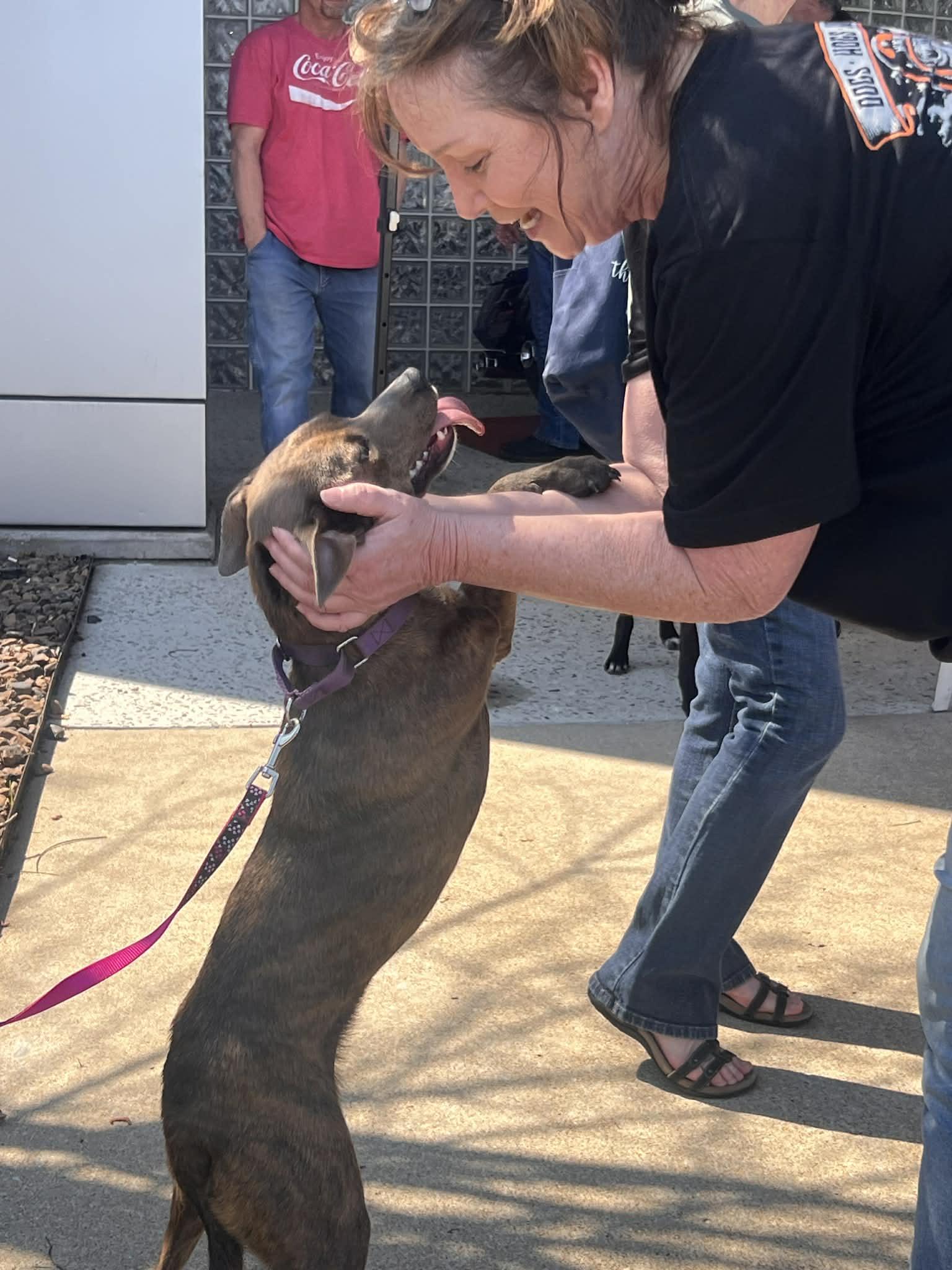 Enlarge Peggy Sue, a ADOPTABLE mixed breed in Medfield, MA image 4/6