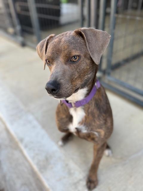 Enlarge Peggy Sue, a ADOPTABLE mixed breed in Medfield, MA image 1/6