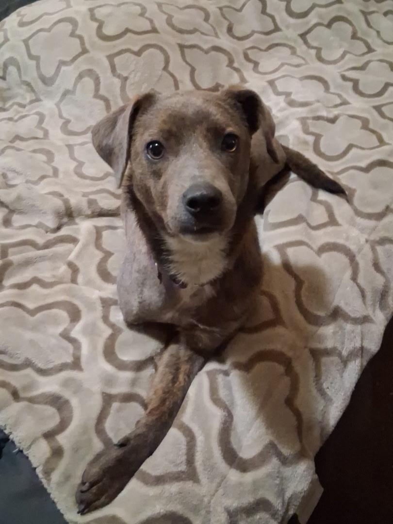 Enlarge Peggy Sue, a ADOPTABLE mixed breed in Medfield, MA image 2/6