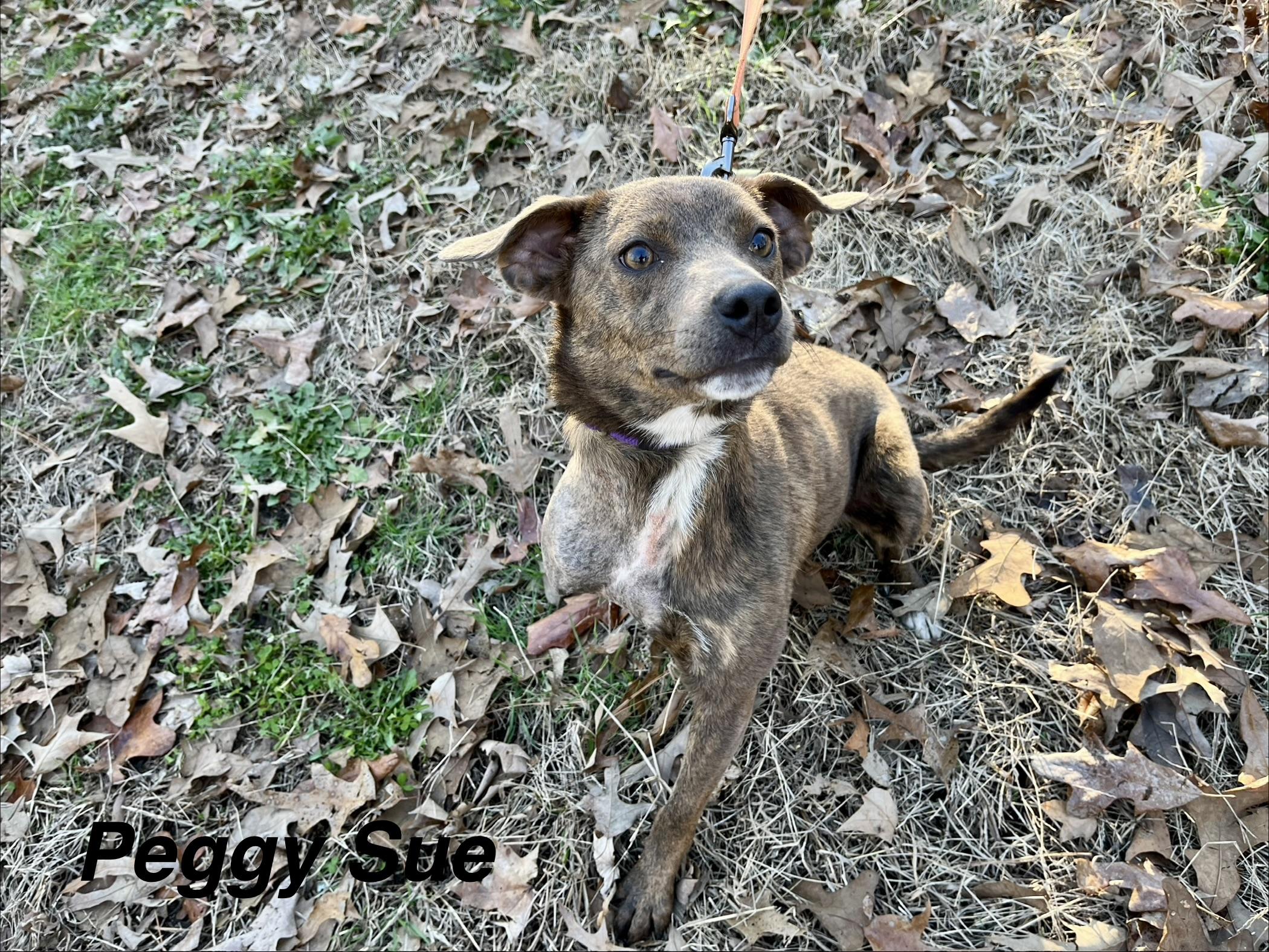 Peggy Sue thumbnail 4