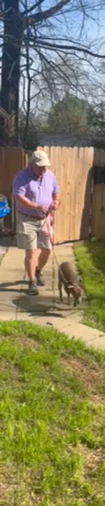 Enlarge Peggy Sue, a ADOPTABLE mixed breed in Medfield, MA video 6/6