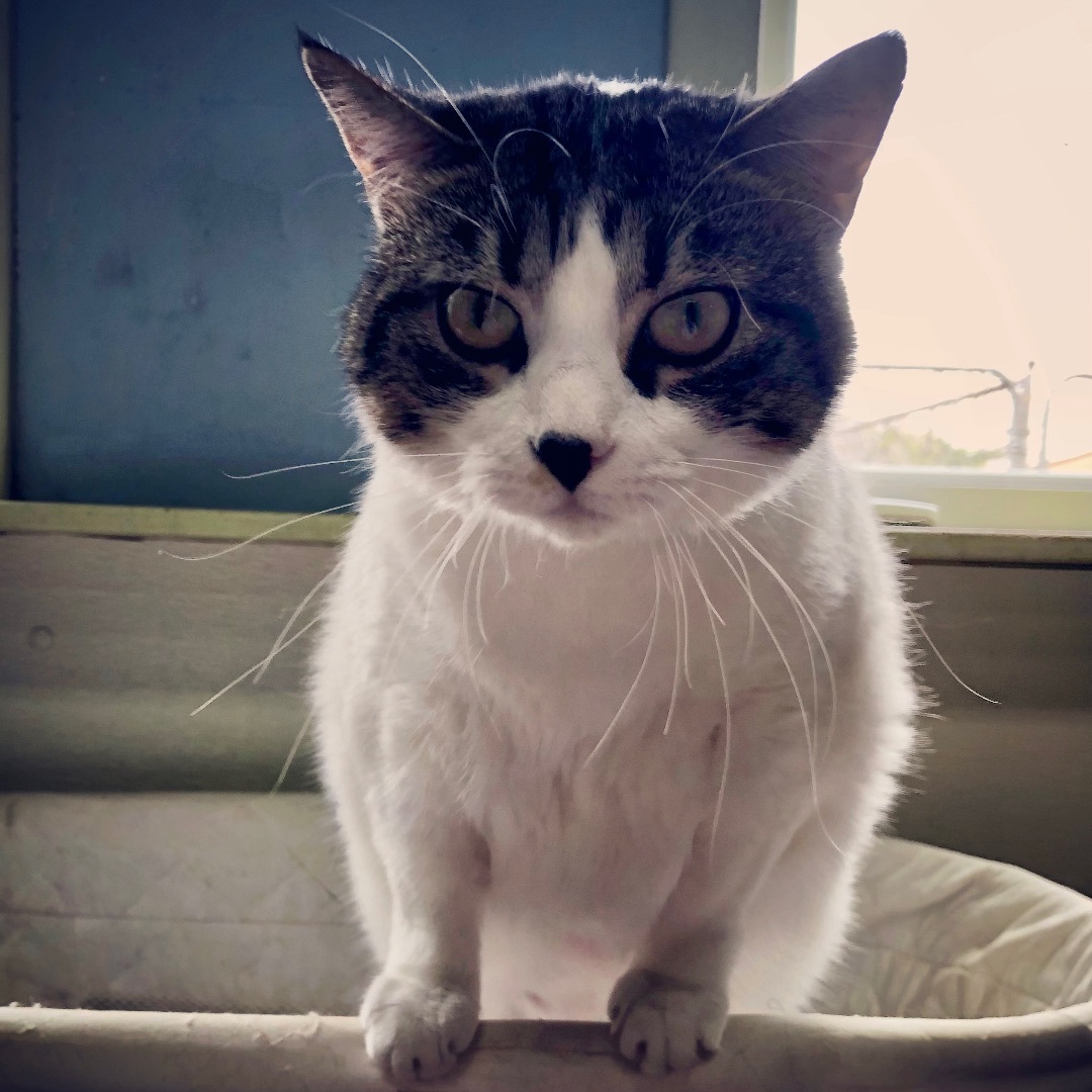 Tabitha Mae, a Adoptable Domestic Short Hair in Gallatin, TN image 1/10