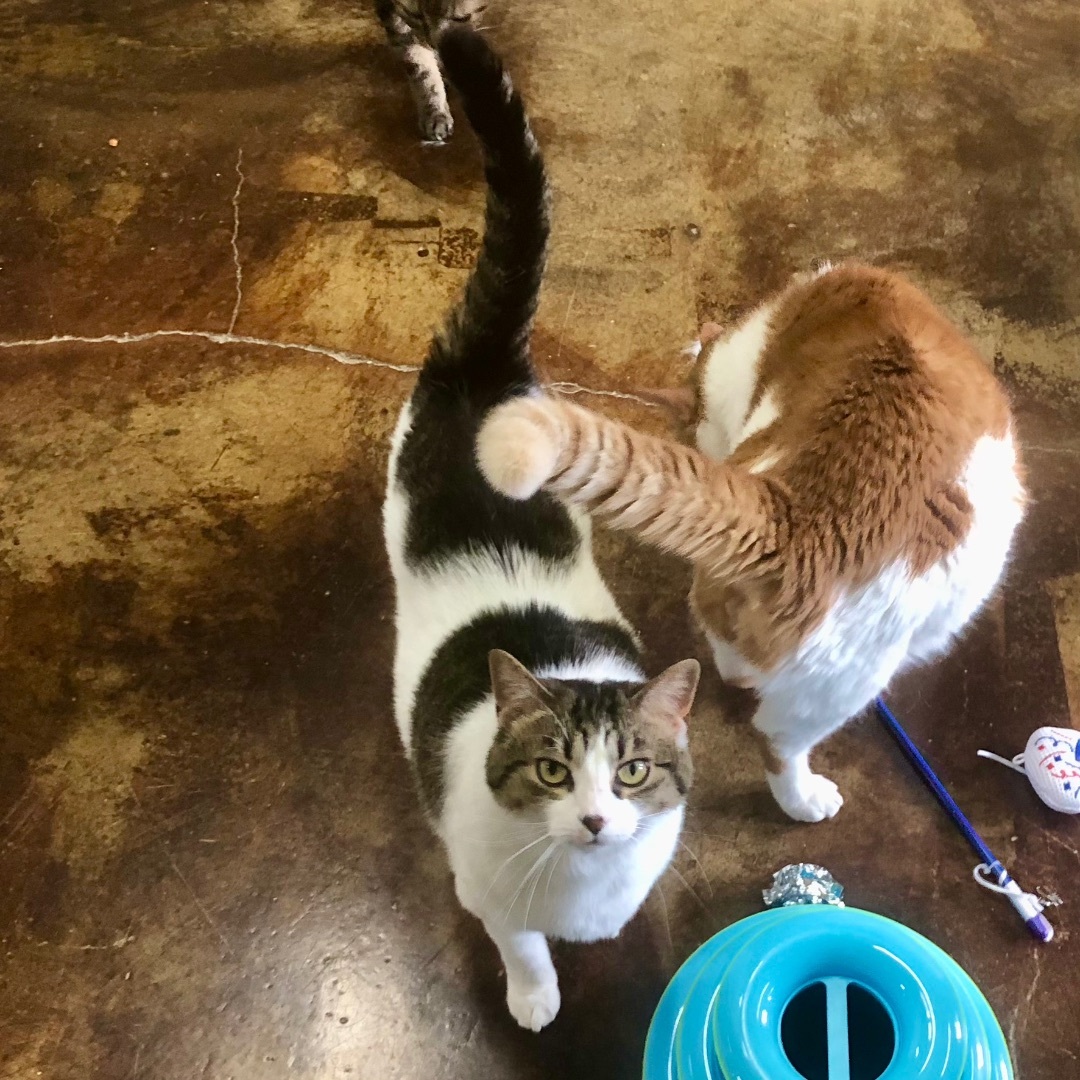 Tabitha Mae, a Adoptable Domestic Short Hair in Gallatin, TN image 2/10