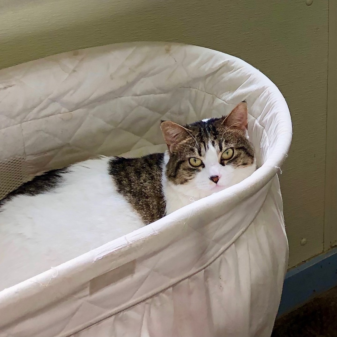 Tabitha Mae, a Adoptable Domestic Short Hair in Gallatin, TN image 3/10