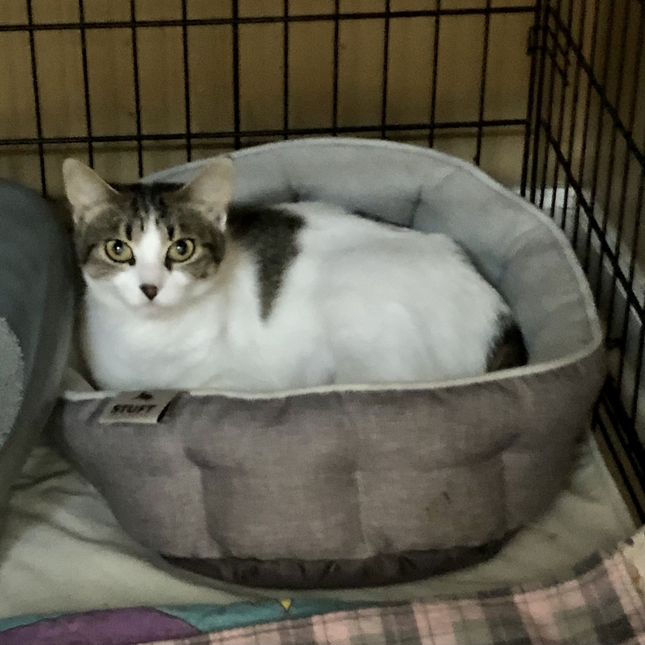 Tabitha Mae, a Adoptable Domestic Short Hair in Gallatin, TN image 4/10