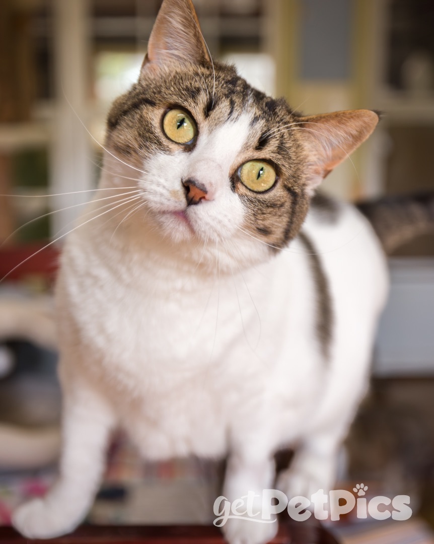 Tabitha Mae, a Adoptable Domestic Short Hair in Gallatin, TN image 5/10