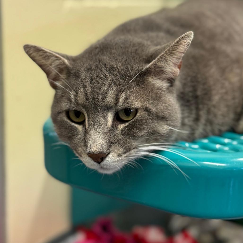 Enlarge Duke, a Adoptable Domestic Short Hair in Naples, FL image 1/3