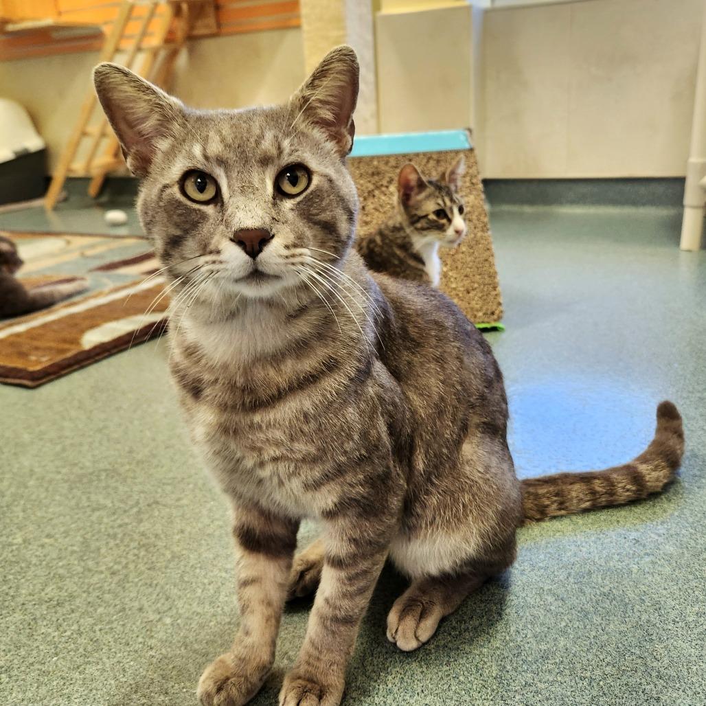 Duke — thumbnail 2