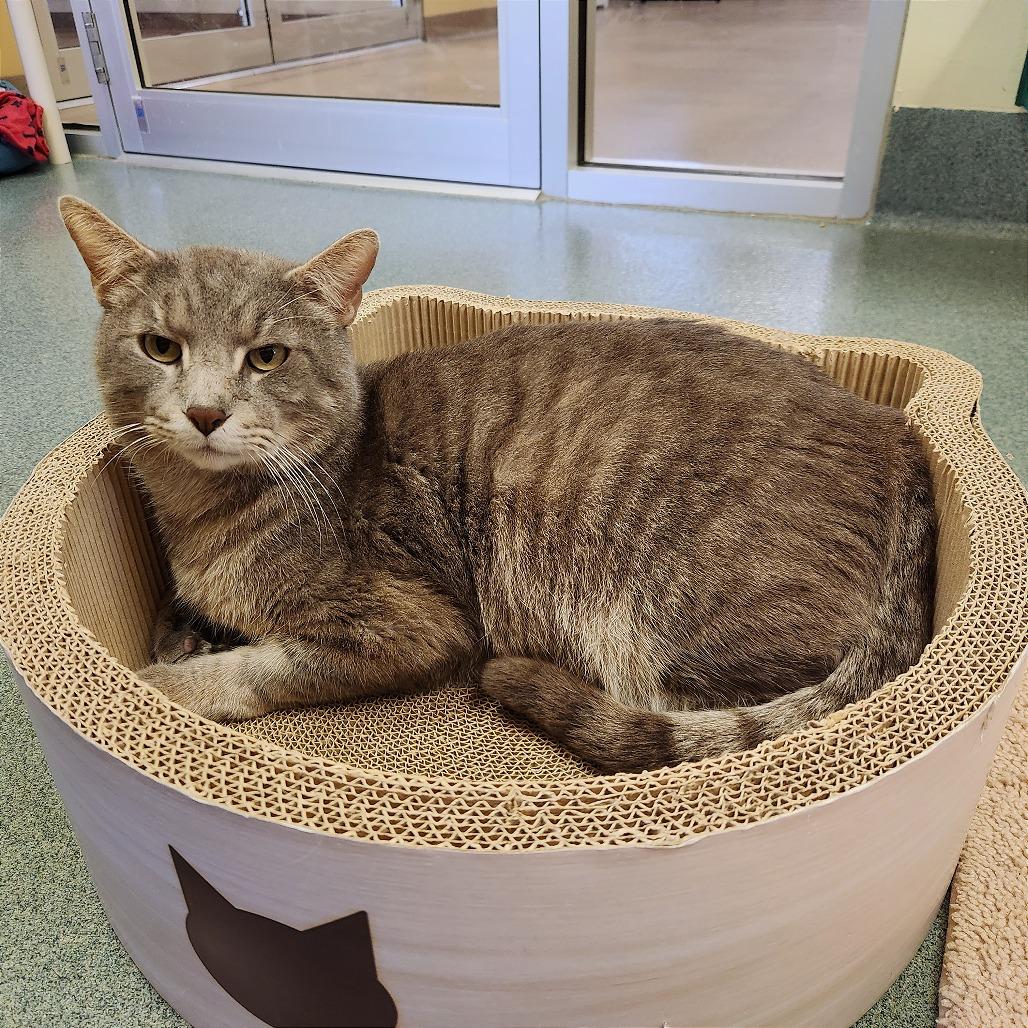 Enlarge Duke, a Adoptable Domestic Short Hair in Naples, FL image 3/5