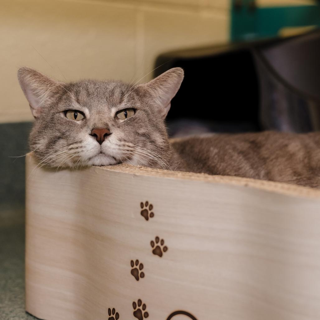 Enlarge Duke, a Adoptable Domestic Short Hair in Naples, FL image 4/5