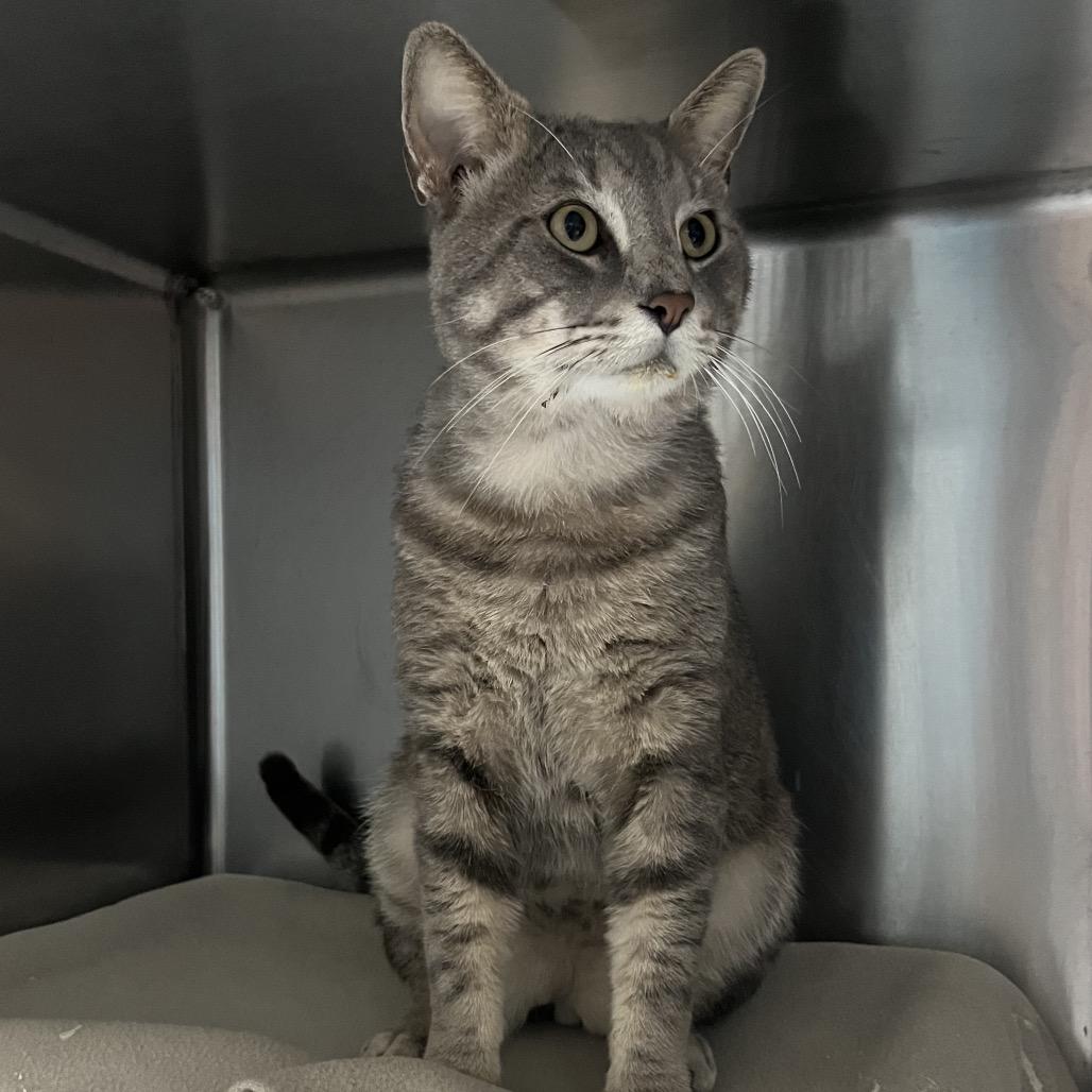 Enlarge Duke, a Adoptable Domestic Short Hair in Naples, FL image 3/3