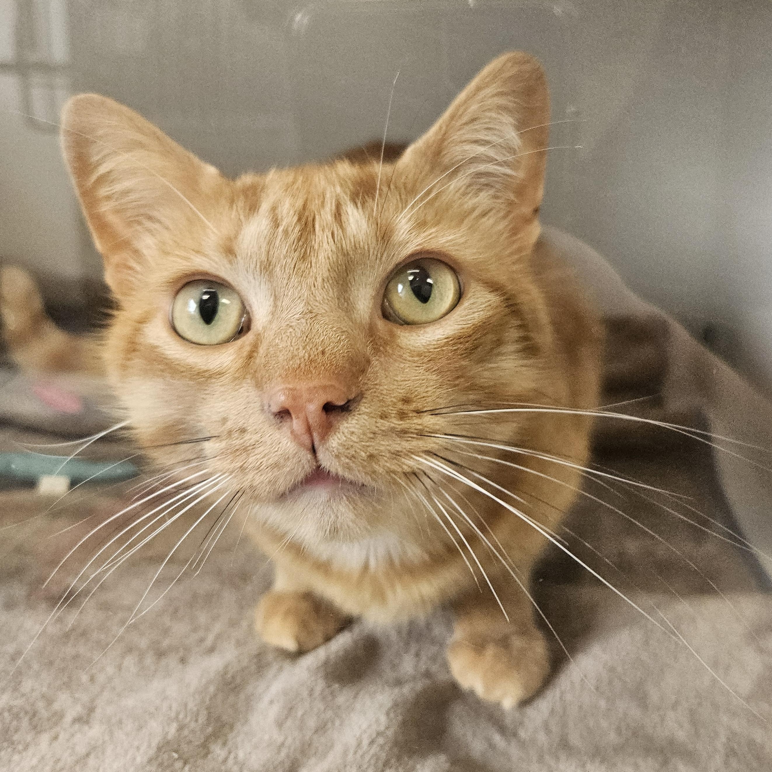 Marmalade, Adoptable, Adult Male Domestic Short Hair.