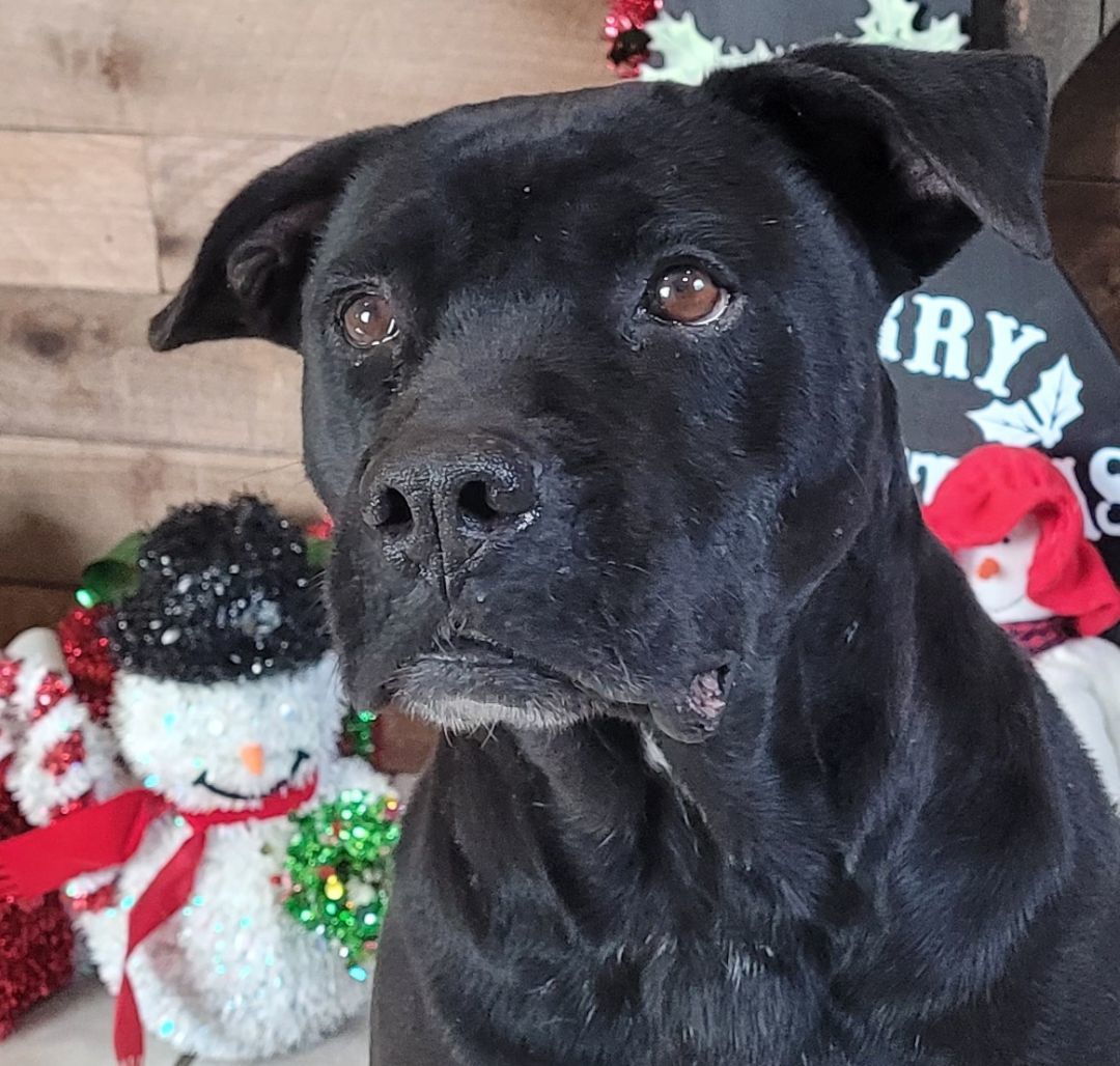 Raven, Adopted, Adult Female Black Labrador Retriever.