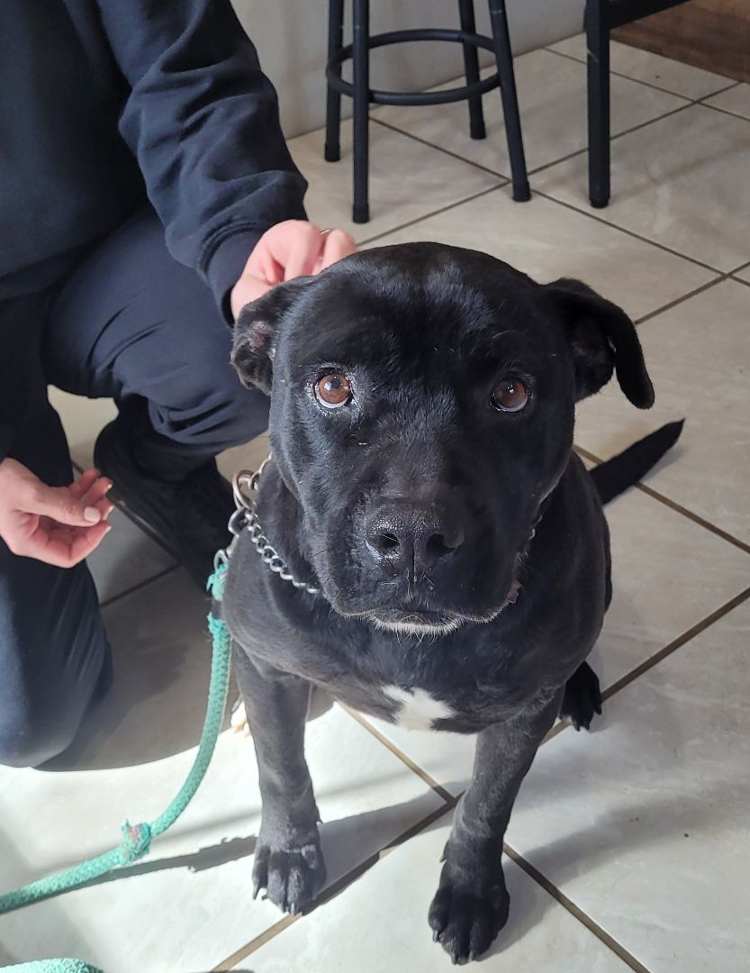 Raven, a Adopted mixed breed in Springhill, LA image 2/4