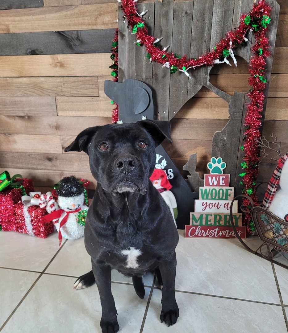 Raven, a Adopted mixed breed in Springhill, LA image 3/4