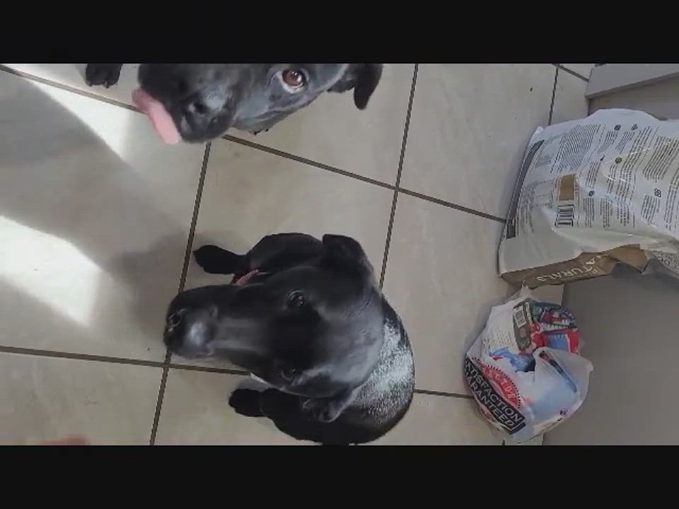 Enlarge Raven, a Adopted mixed breed in Springhill, LA video 4/4