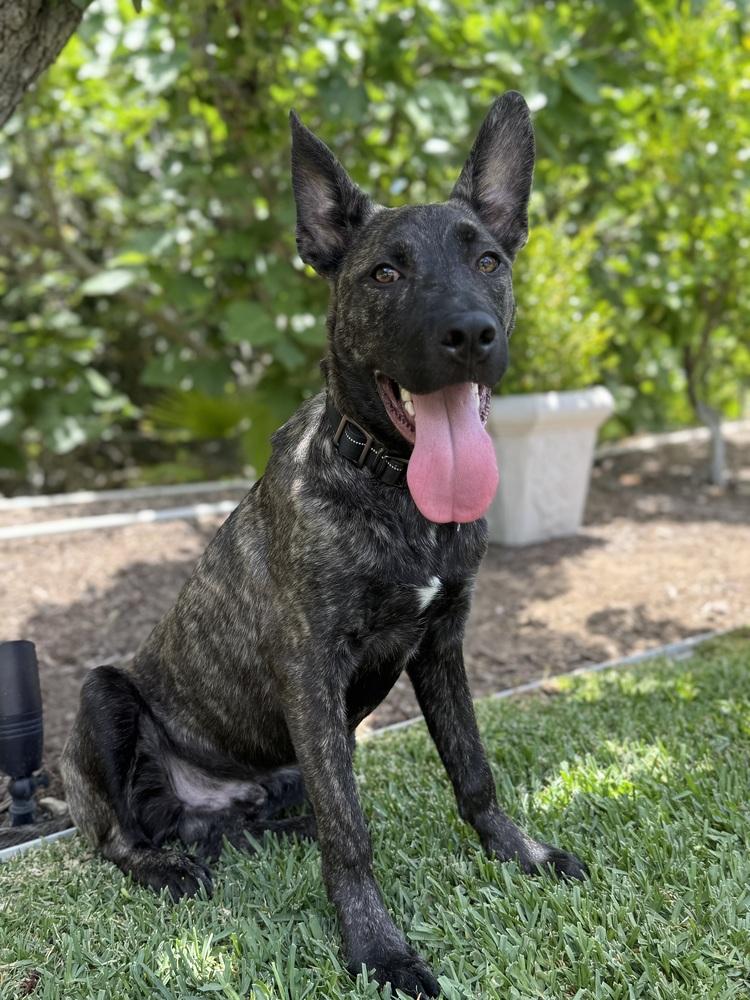 Ayres - Located in OR, a Adoptable mixed breed in Portland, OR image 1/4