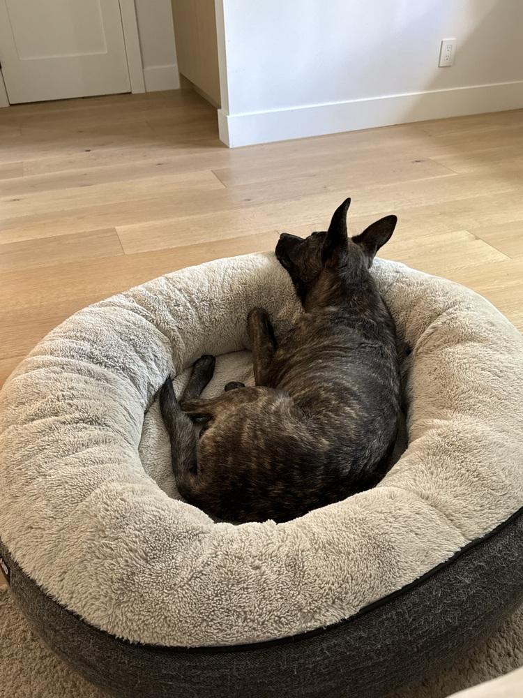 Ayres - Located in OR, a Adoptable mixed breed in Portland, OR image 2/4