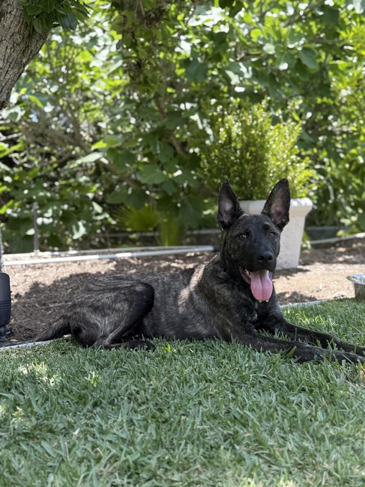 Ayres - Located in OR, a Adoptable mixed breed in Portland, OR image 3/4