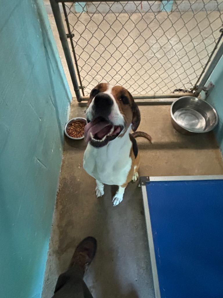 Skippy, Adoptable, Young Male Coonhound.