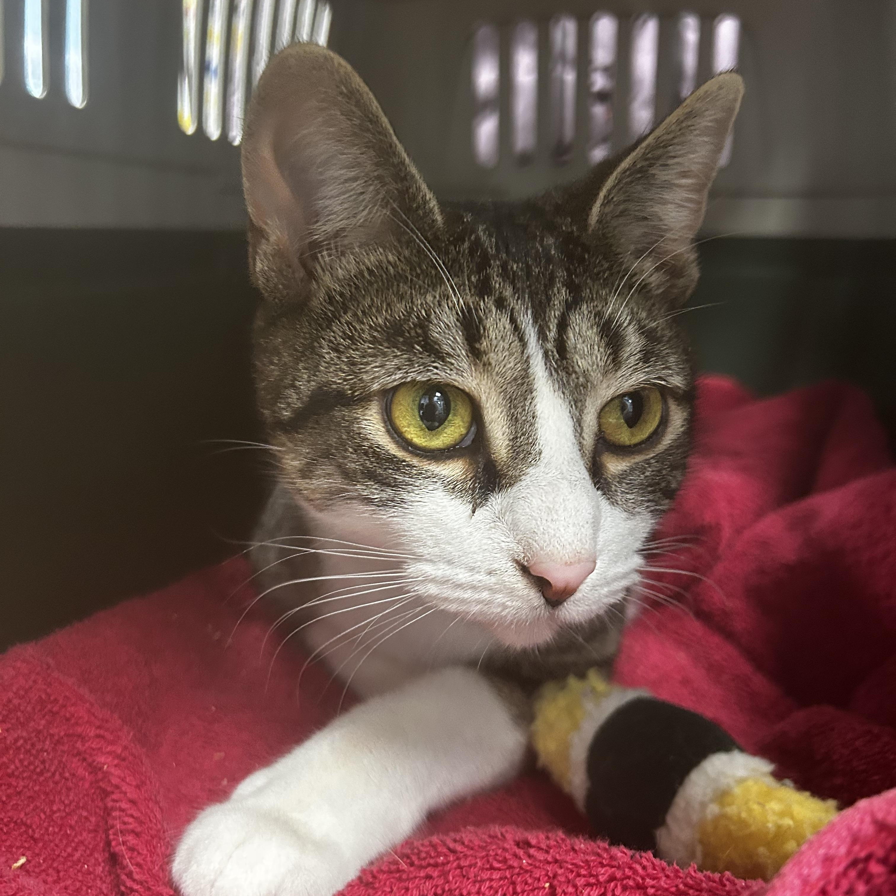 Enlarge Ireland - ADOPTION PENDING!, an adopted Tabby in Grand Rapids, MI image 2/6