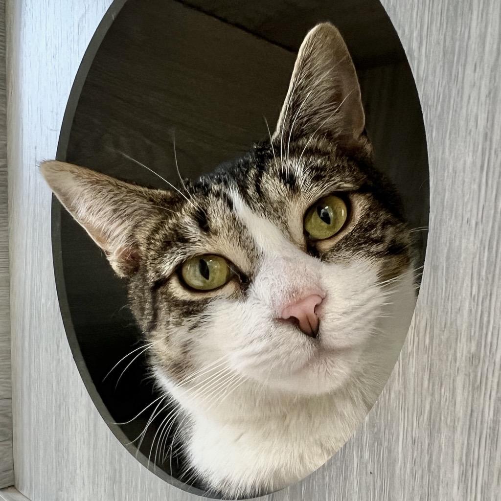 Enlarge Ireland - ADOPTION PENDING!, an adopted Tabby in Grand Rapids, MI image 1/6