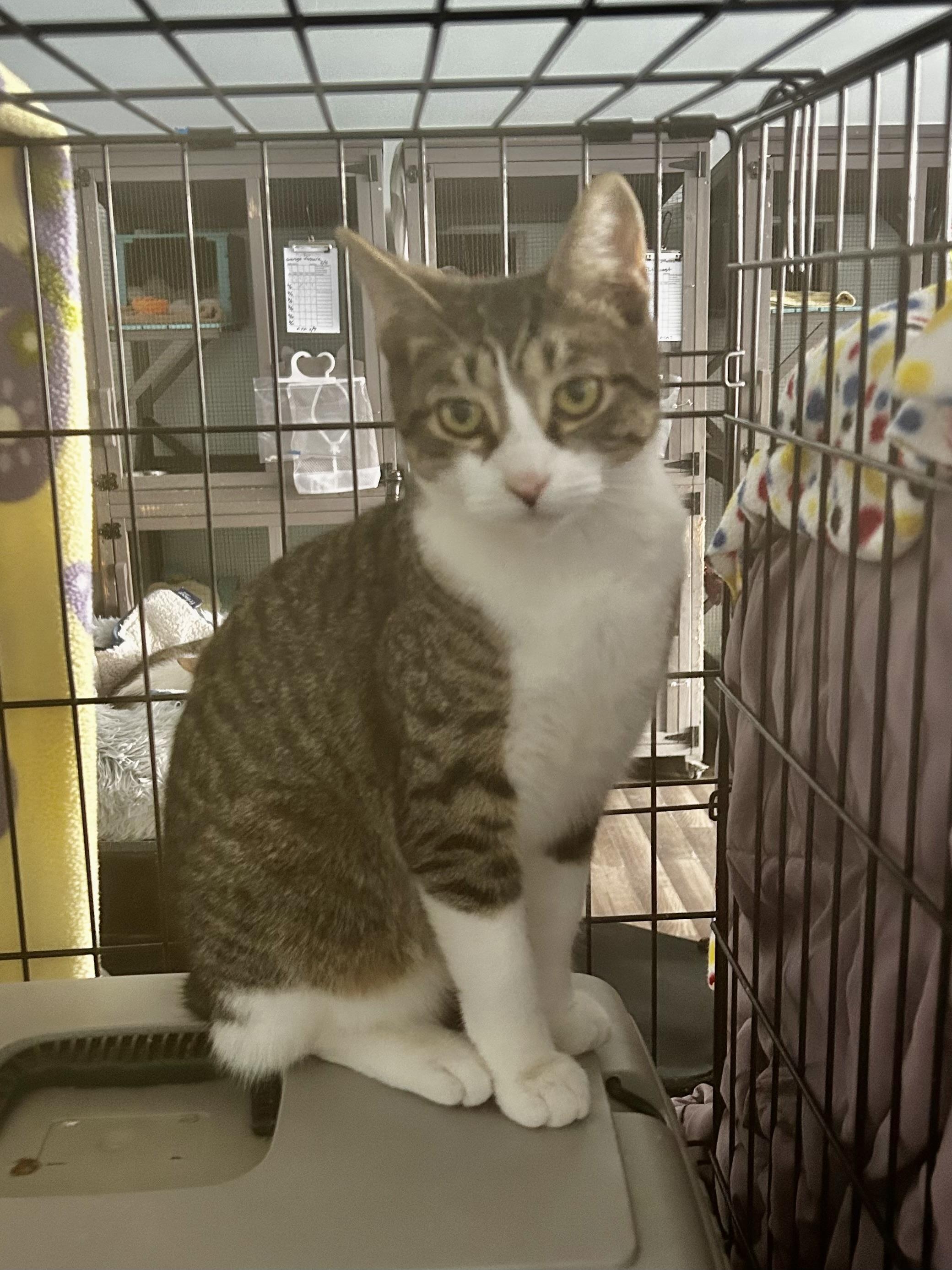 Enlarge Ireland - ADOPTION PENDING!, an adopted Tabby in Grand Rapids, MI image 5/6