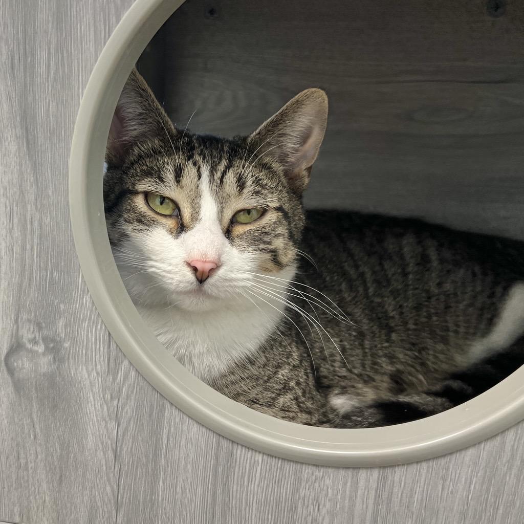 Enlarge Ireland - ADOPTION PENDING!, an adopted Tabby in Grand Rapids, MI image 3/6