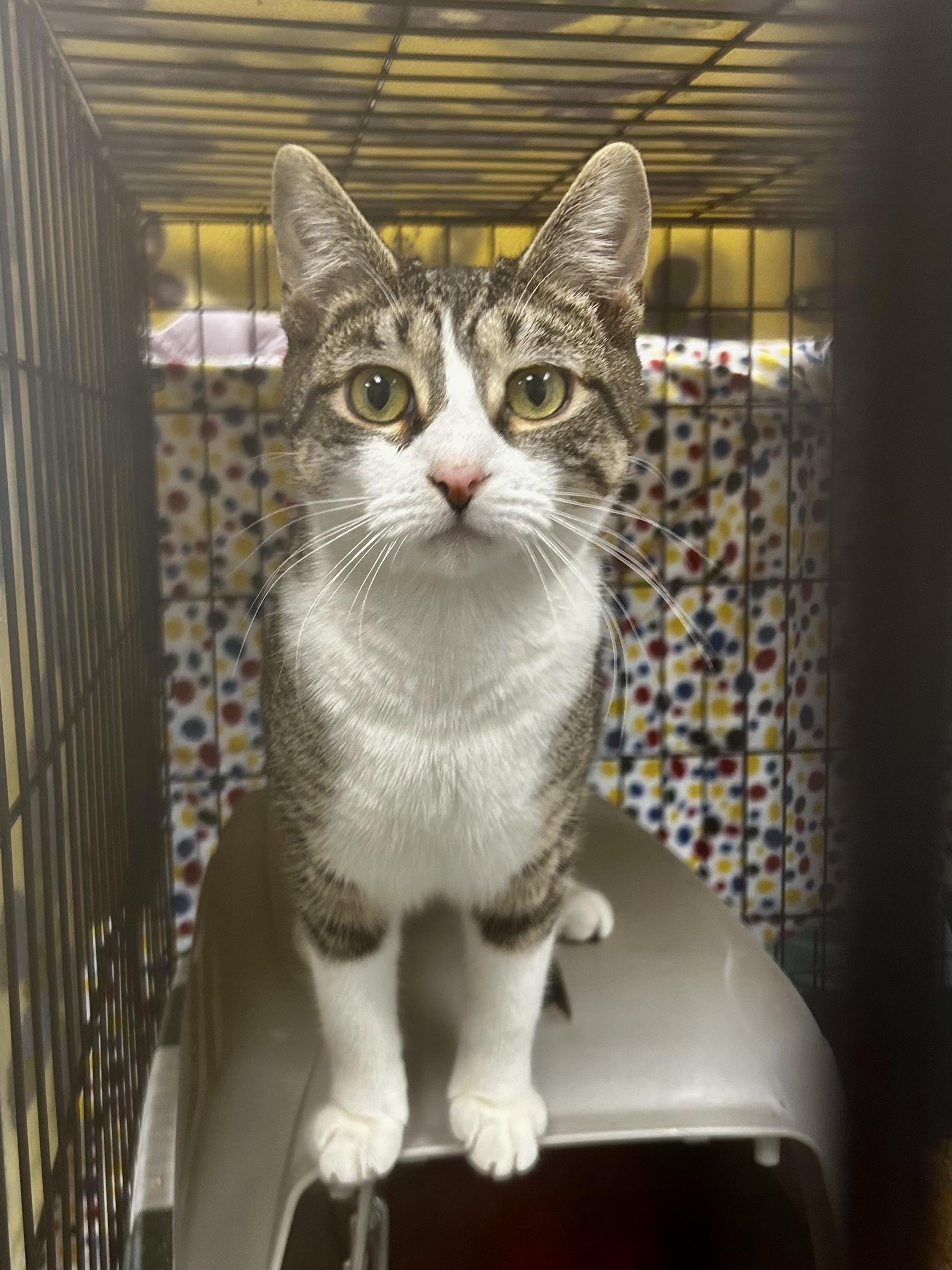 Enlarge Ireland - ADOPTION PENDING!, an adopted Tabby in Grand Rapids, MI image 6/6