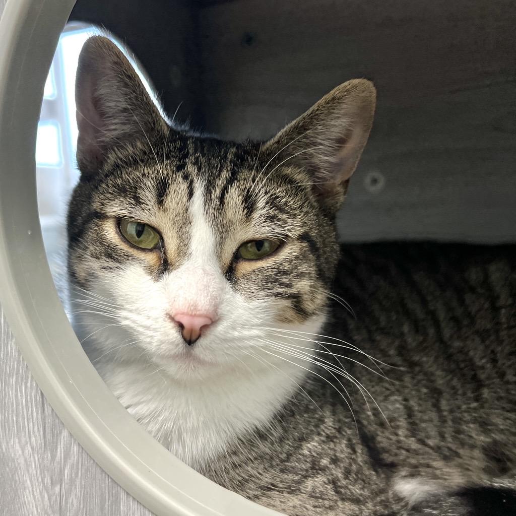 Enlarge Ireland - ADOPTION PENDING!, an adopted Tabby in Grand Rapids, MI image 4/6