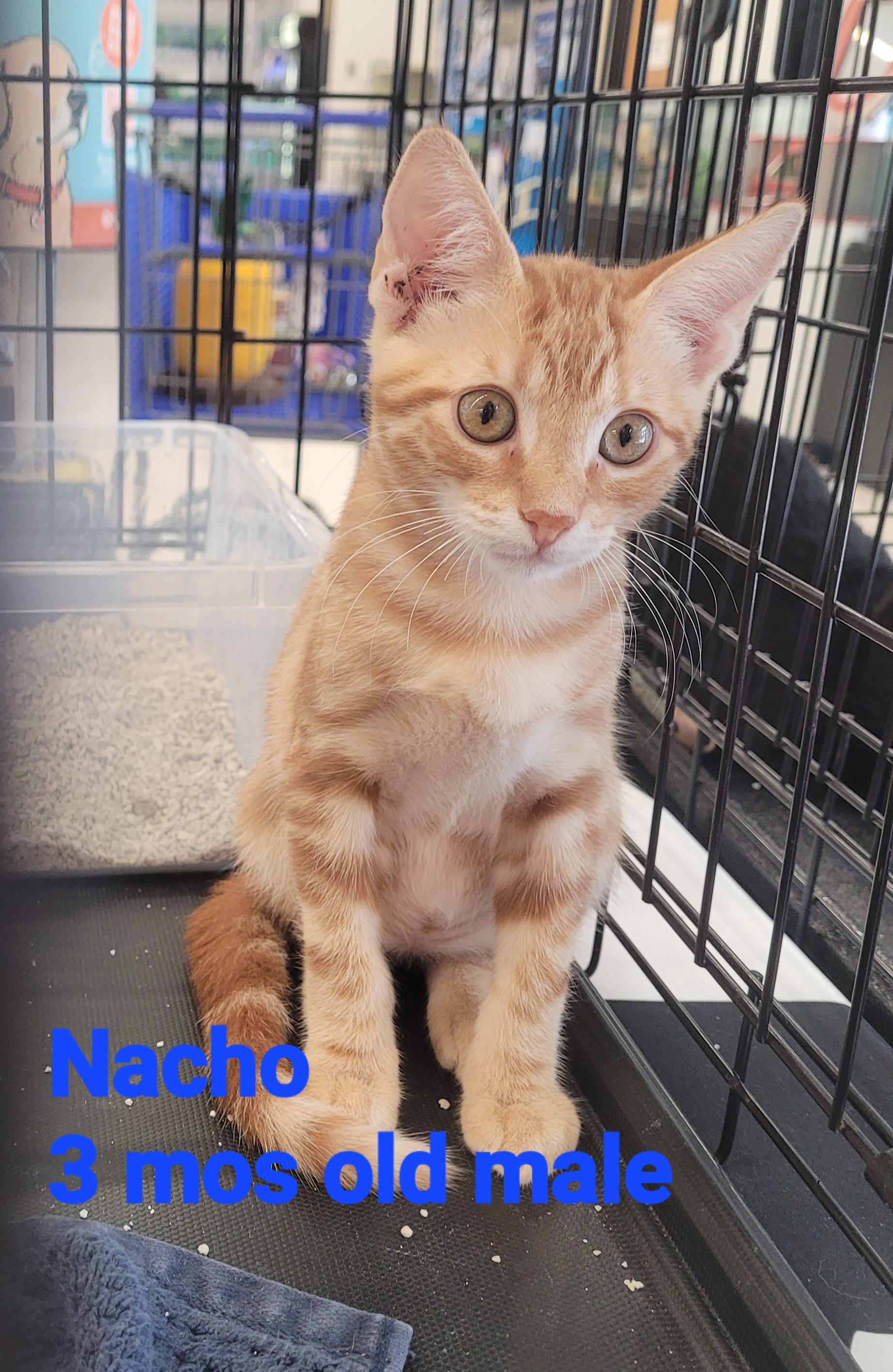 Enlarge Nacho, a ADOPTABLE American Shorthair in Mount Pleasant, SC image 1/1