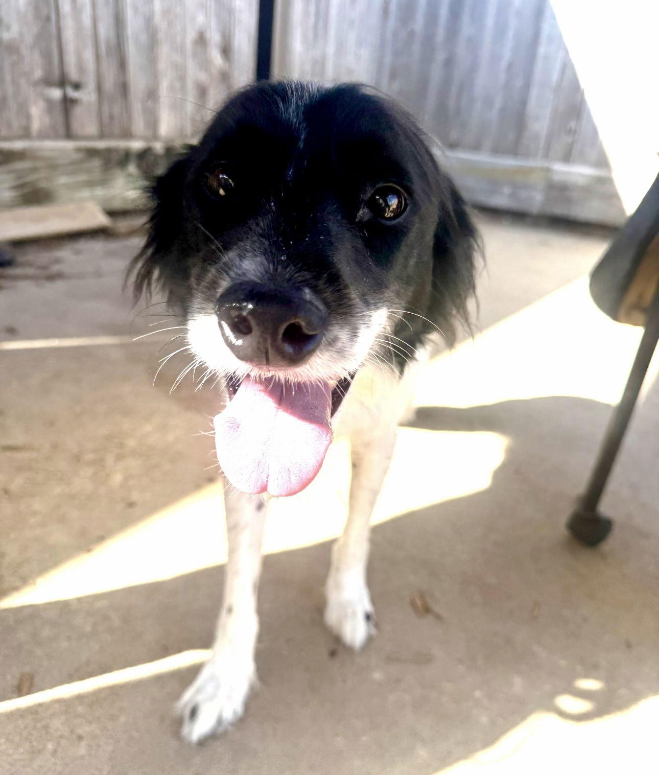 Winnie, Adopted, Adult Female Australian Shepherd & Pointer.