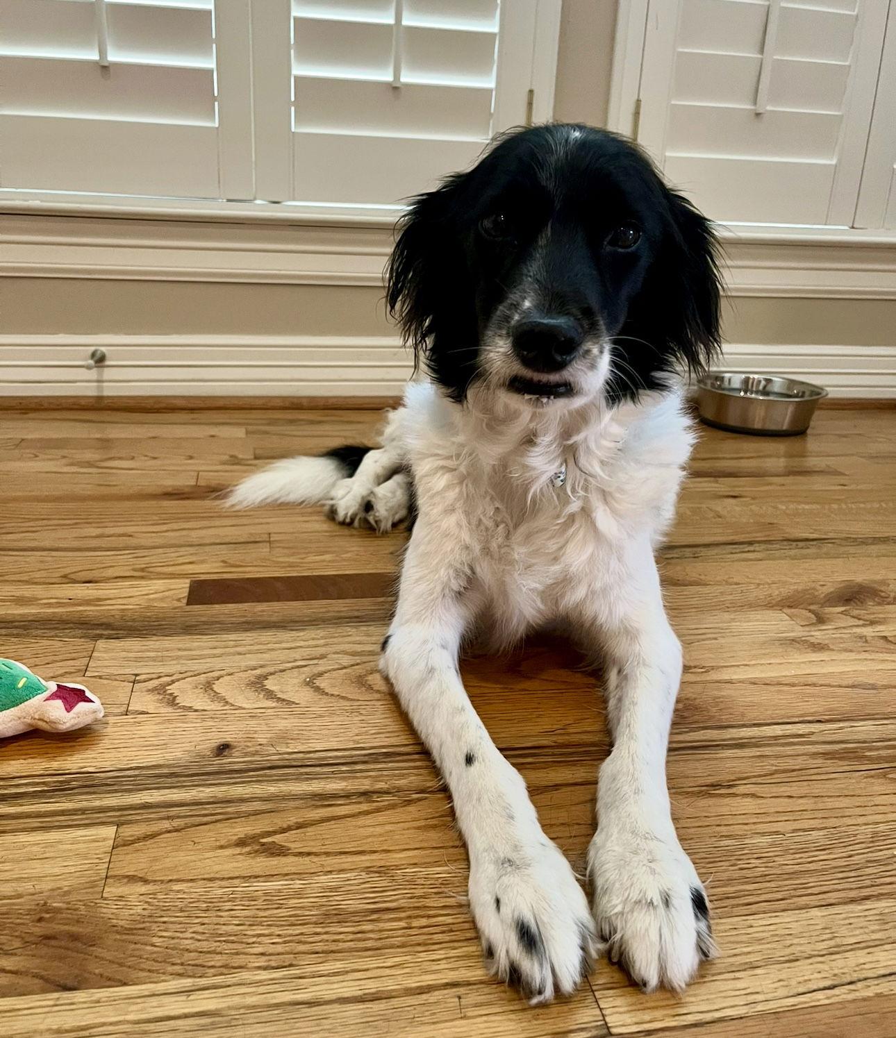 Enlarge Winnie, a Adopted mixed breed in Houston, TX image 2/3