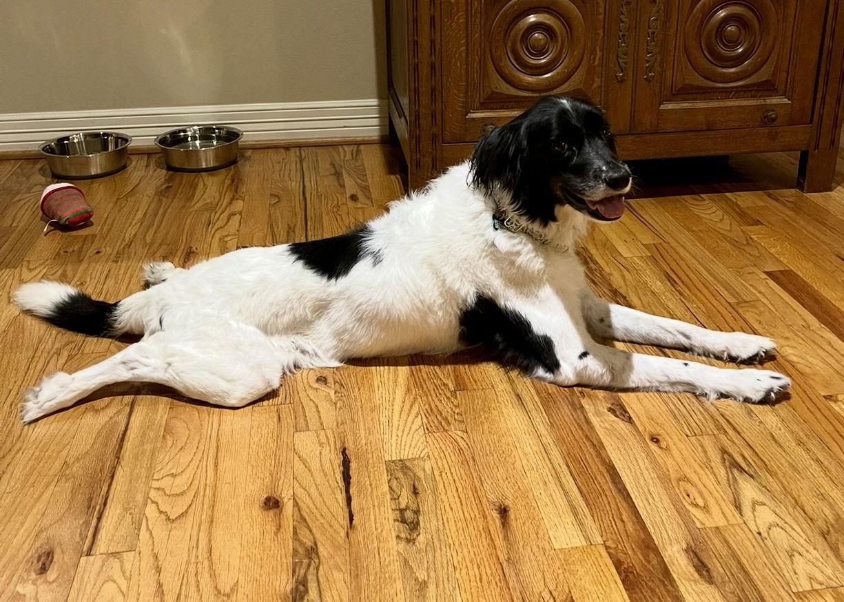 Enlarge Winnie, a Adopted mixed breed in Houston, TX image 3/3