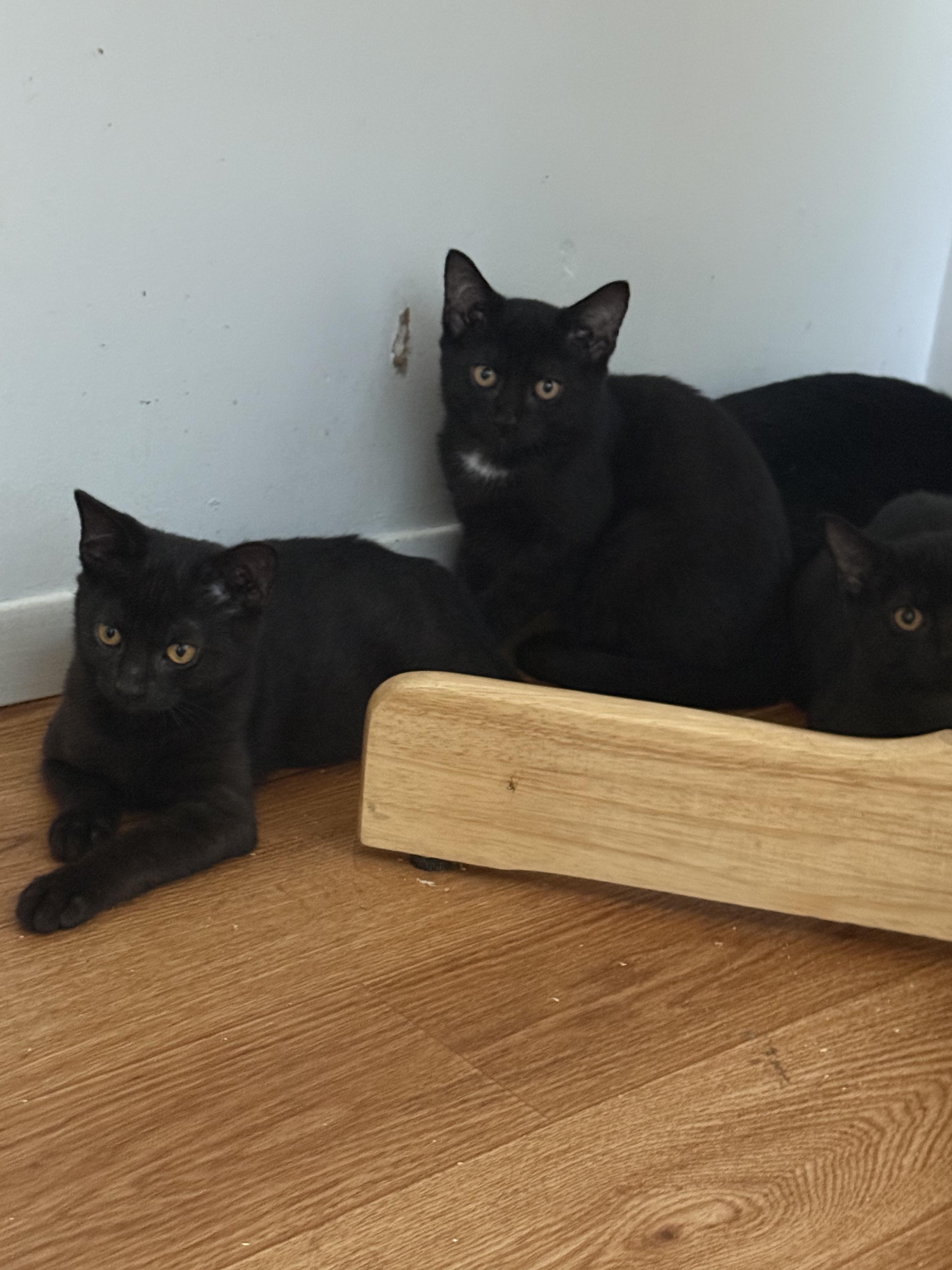 Enlarge Baby cat ( 4 ), a ADOPTABLE Domestic Short Hair in St-Valerien, QC image 3/4